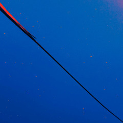 scuttlefish