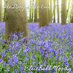 "Bluebell Woods" (preview) - the Story of the Rose - out now