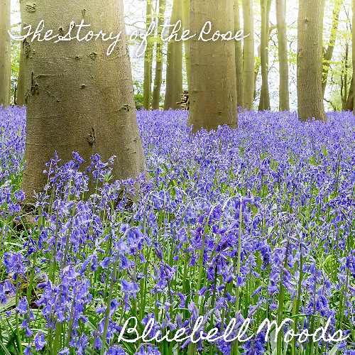 "Bluebell Woods" (preview) - the Story of the Rose - out now