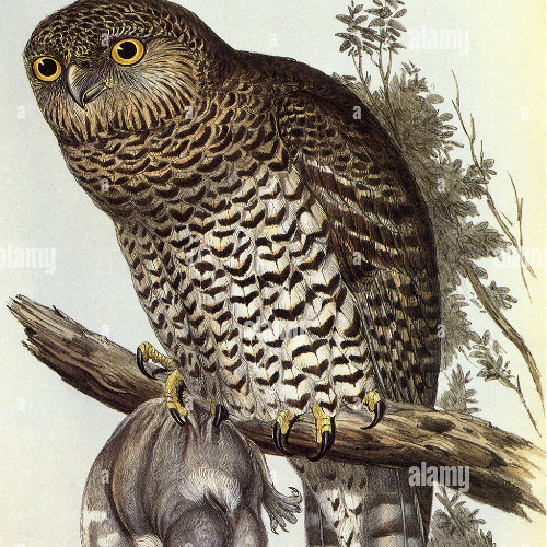 IRIS cover