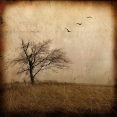 romanticism's Gentle Clips '25