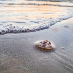 Sunshine. Seashells. Last one. Black.