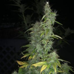 TROCHE MUZYCZNEJ TERAPII (oneshot)