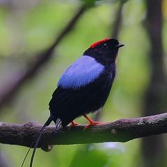 Manakin fastueux - Long tailed manakin. Chiroxiphia linearis - Rincon de la vieja Costa-rica