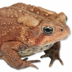 Dwarf American Toad (Anaxyrus americanus charlesmithi)