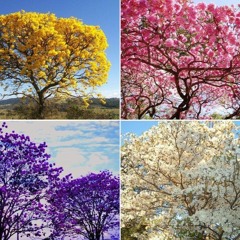 Quando florescem os ipês (2020)