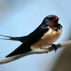 Chico & Qatoshi - Ластівки (Mike Stazz Remix)