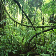 Peru (Mix Cut)