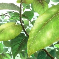 nexxtkidd: #waterme [digital sleeper]