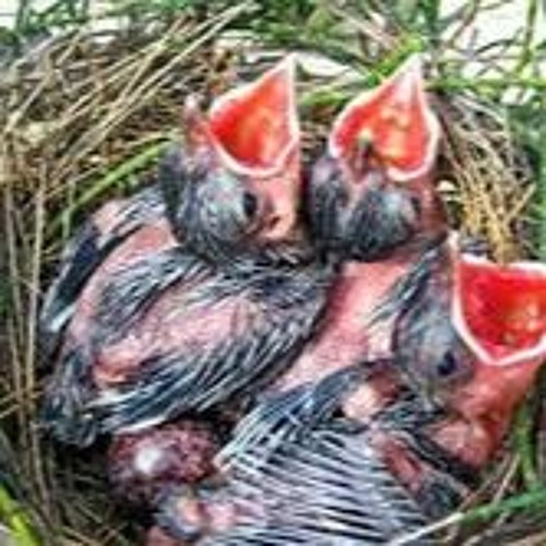 Cỏ ơi may áo - Ý thơ Lan Hương, Nhạc Nguyễn Tiến Mạnh (CS Ánh Tuyết)