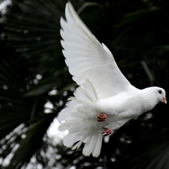 peace