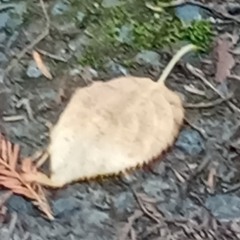 lonely day musical, by me