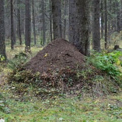 Mraveniště