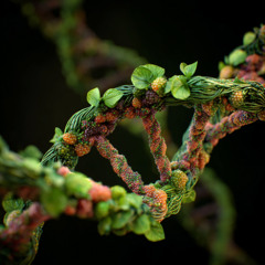 Aegopodium RNA