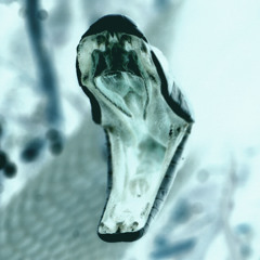 Black Mamba (Free DL)