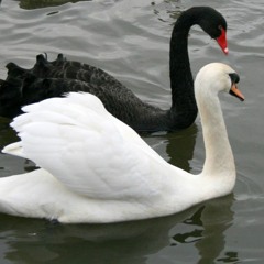 Swan Song Melody (au)