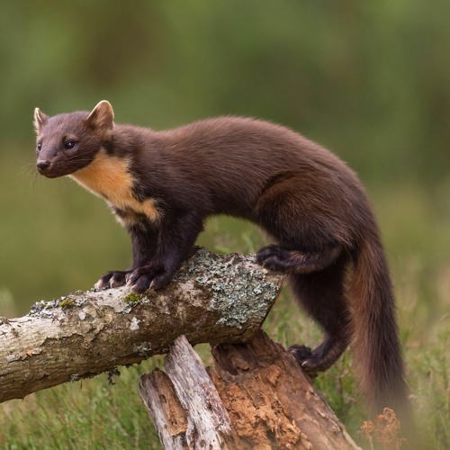 Stream Pine Marten calls (example 2), Kinlochewe, Scotland, July 1969 by  The British Library | Listen online for free on SoundCloud
