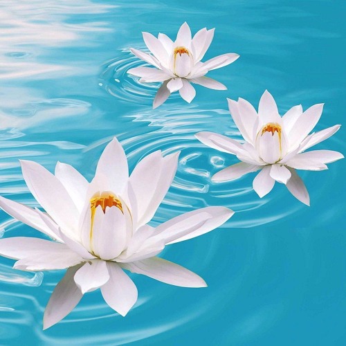 MOXATRON STBB789 Lotus Bloom