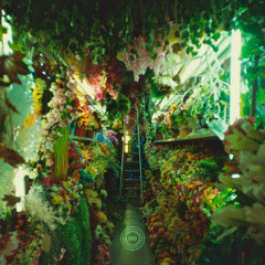 Casanora - Jetstream