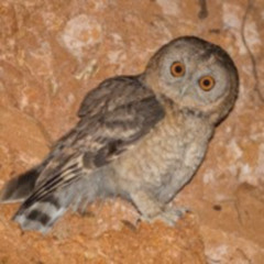 Owl Of The Desert