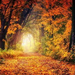 Shining in Surrender