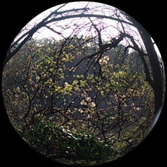 Veraisonance-The Gathering At The Festival, Of The Electronic Creatures At The End Of The Wooded..