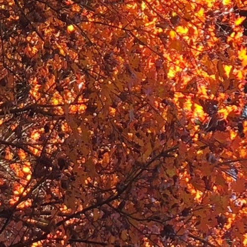 Vanish Into The Masquerade