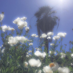 flower (feat. hira)