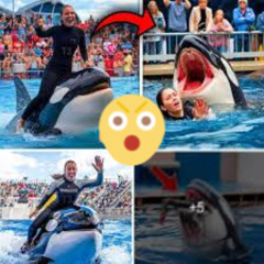 ORIGINAL++ Clip video Jessica orca angriff jessica orca attack orca attack jessica radcliffe jessica radcliffe attack full twitter X reddit