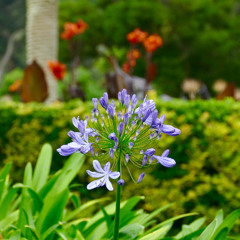 Ambedo (22) [Melodic, Euphoric, Groovy House Mix]