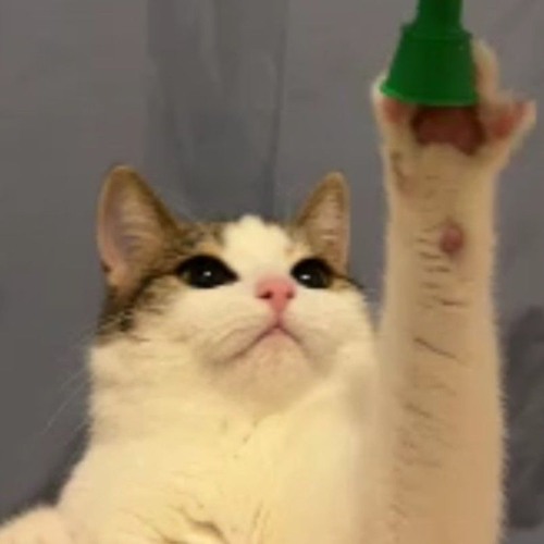 Tämmöstä