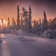 winter tundra