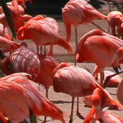 Flamingos