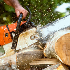 Cut With Care: How Professional Tree Removal Impacts the Environment