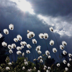 aphex twin - flim (qilotrplsx revibe)