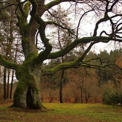 Nesprok žalias ąžuolėli