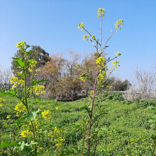 הגשש החיוור  מה הוא עושה לה