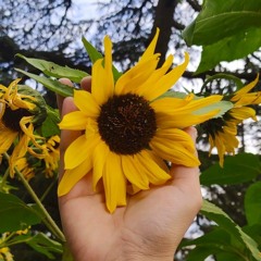 Sunflower - Rex Orange County (cover)