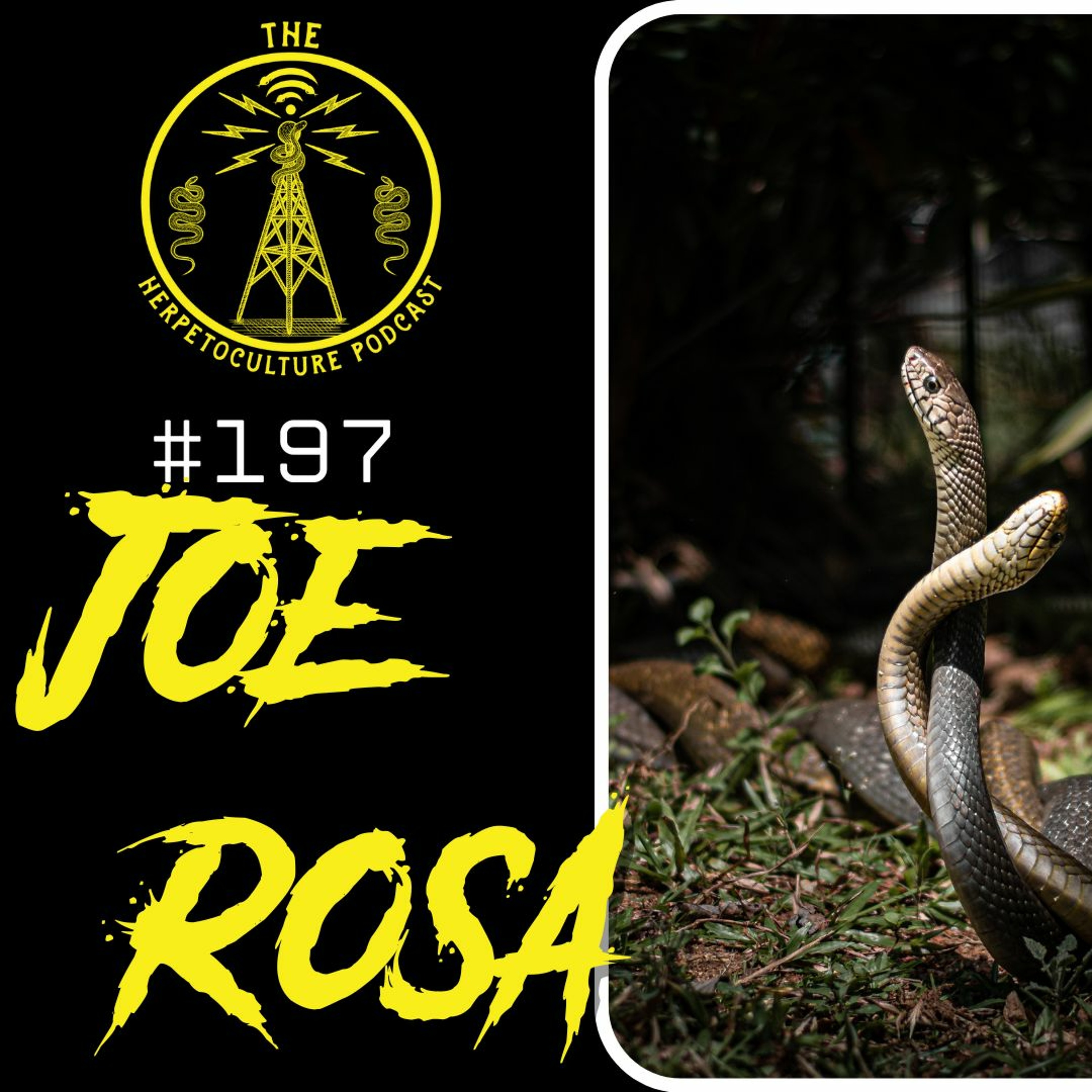 Joe Rosa | THP - #197