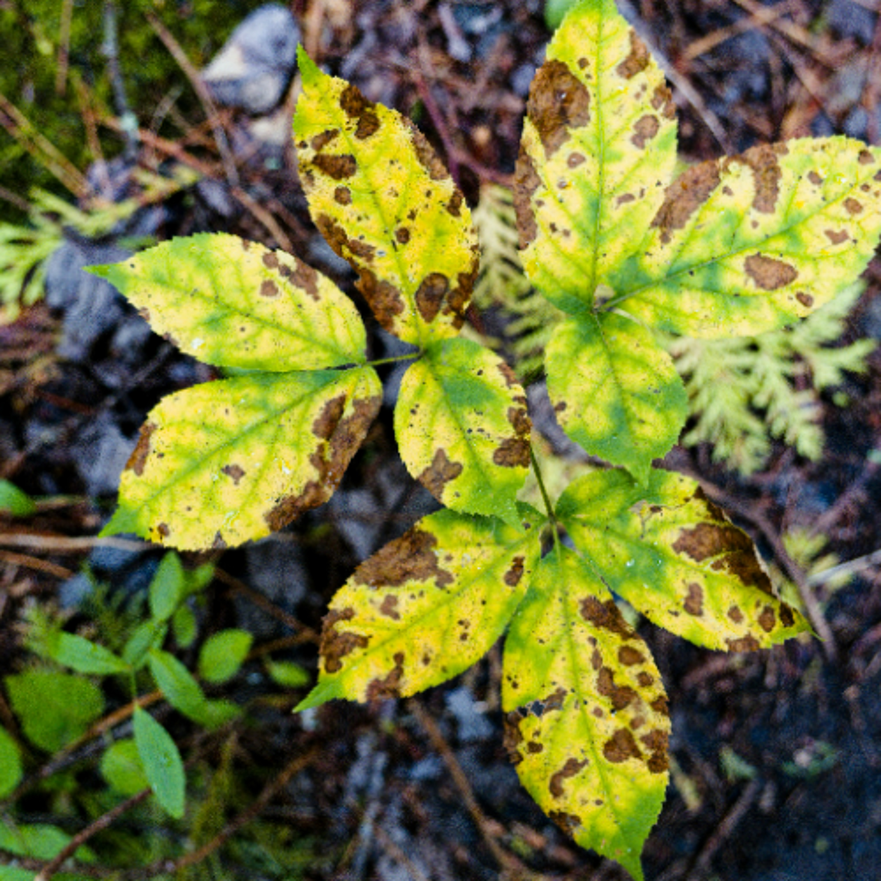 Insights on Managing Seasonal Plant Diseases