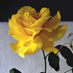 The rose (acapela) cover by aelgael.m4a