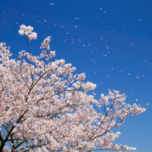 Stream 桜が散る頃に By こてつこたつ Listen Online For Free On Soundcloud