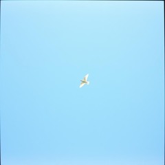 A Little Bird To Fly Away