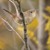 Artwork for The House Wren’s Warning - Oak View, CA