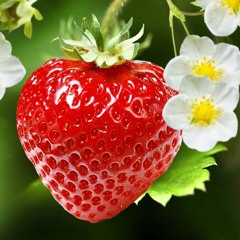petite fraise 🌊