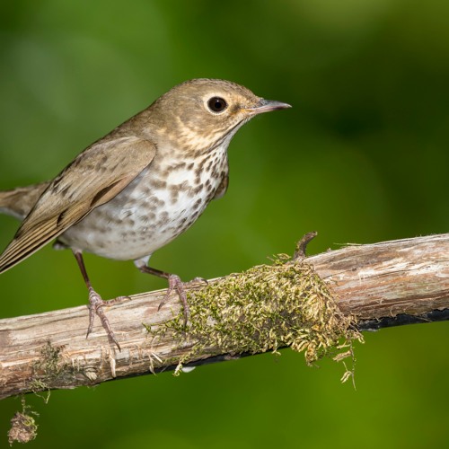 Stream episode Swainson's Thrush Call by SciFri podcast | Listen online