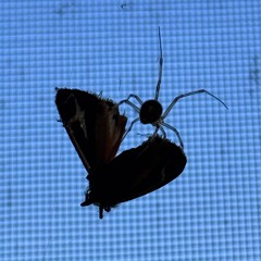 Senescence