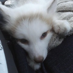 WOLVES DA PUTA QUE PARIU