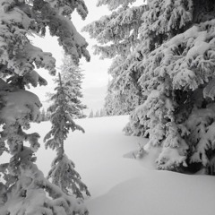 walkin threw the woods +qngel+