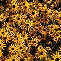 Greenline Honey